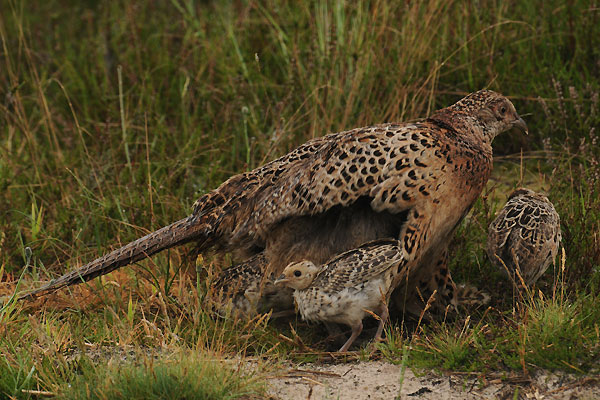 Vier kleine Untermieter steigen aus