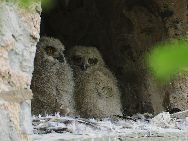 Es sind zwei Junguhus