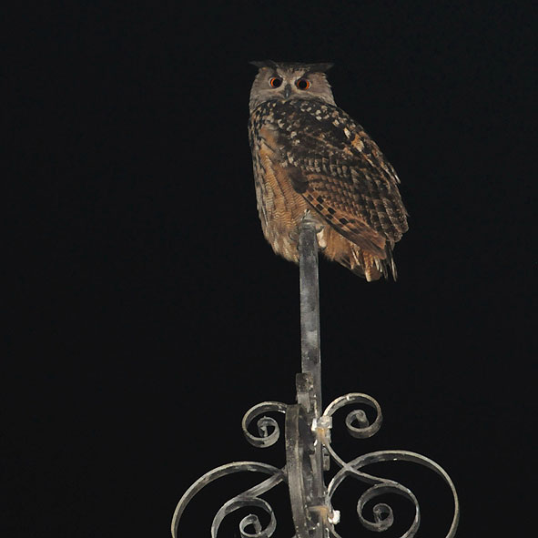 Die neuen Schloßbewohner