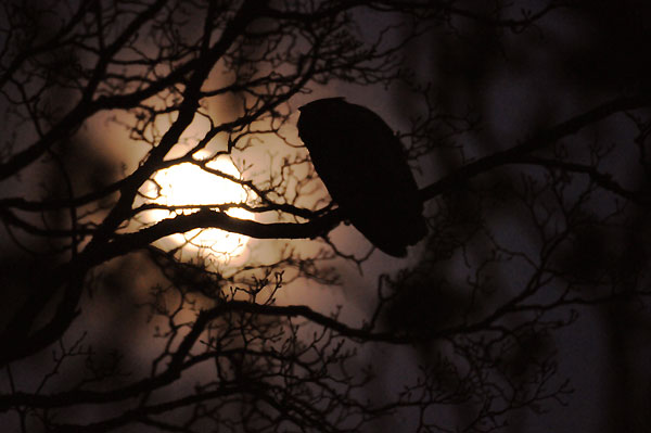 Uhuweibchen bei Vollmond