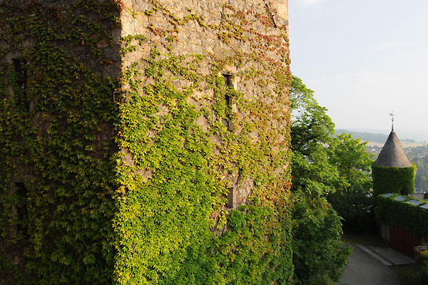 Greencard für Insekten