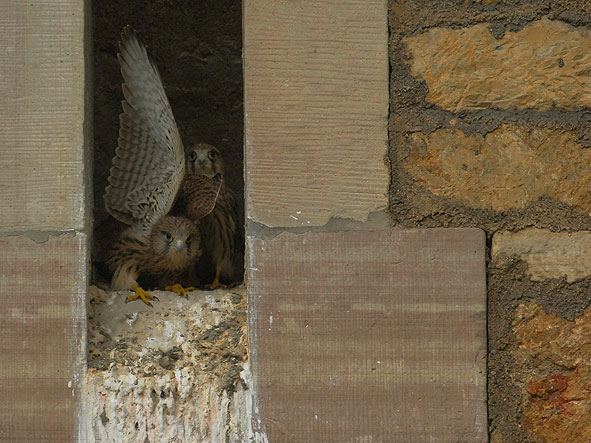 Soll ich oder soll ich nicht?