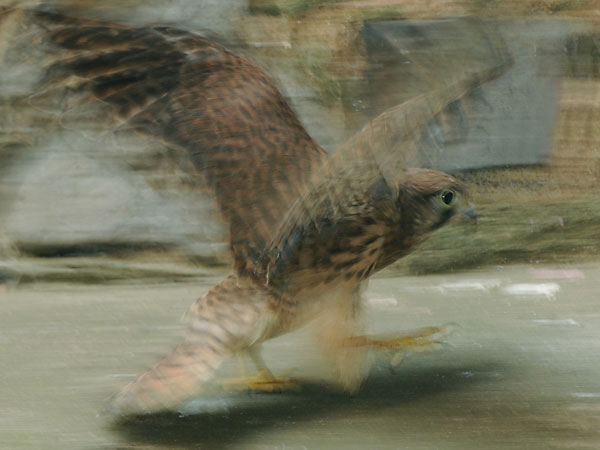 Wann kann ich endlich fliegen?