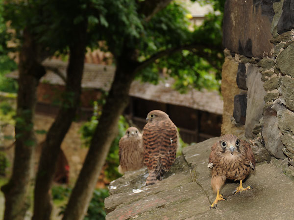 Junge Turmfalken auf Erkundungstour