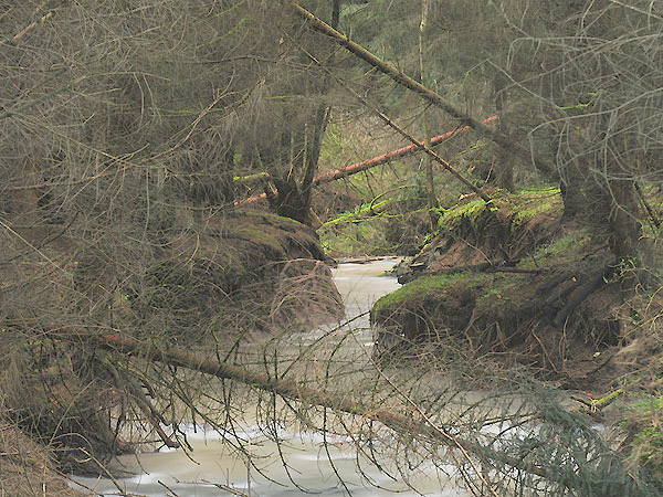 Kyrill und Konsorten am Iserbach