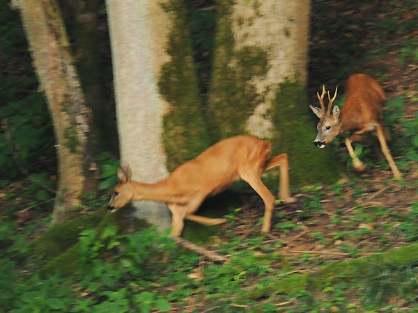 Die Rehbrunft im August