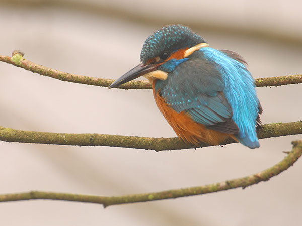 Ein Titelfoto für GalerieProjekt Weihergebiet