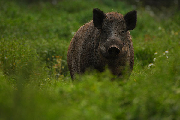 Ein Titelfoto für GalerieTierpark Braunfels