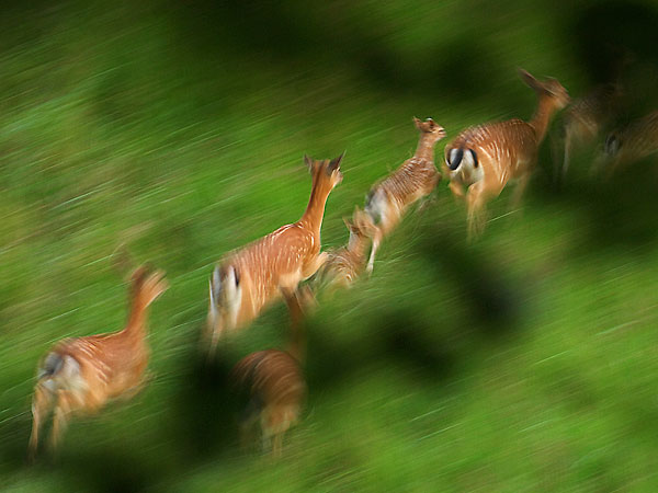 Damwildrudel auf der Flucht