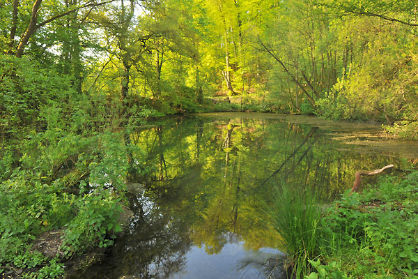Der runde Weiher