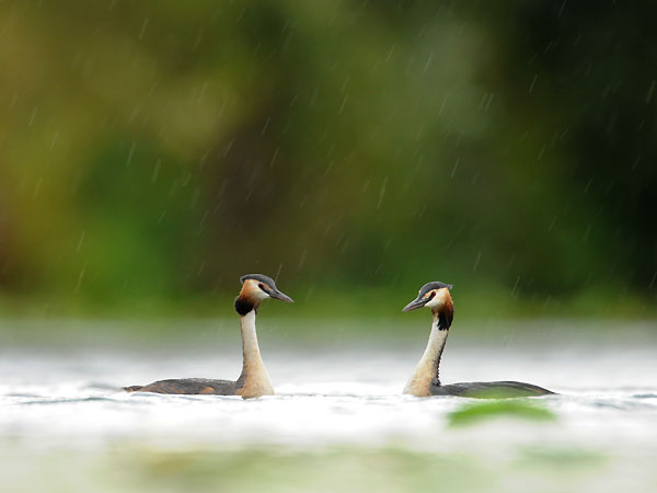 Haubentaucherpärchen