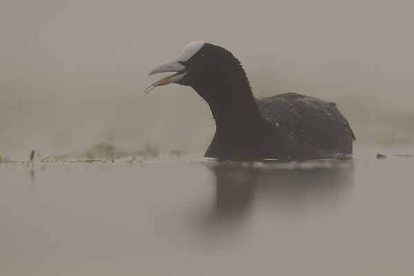 Blässralle im Frühnebel