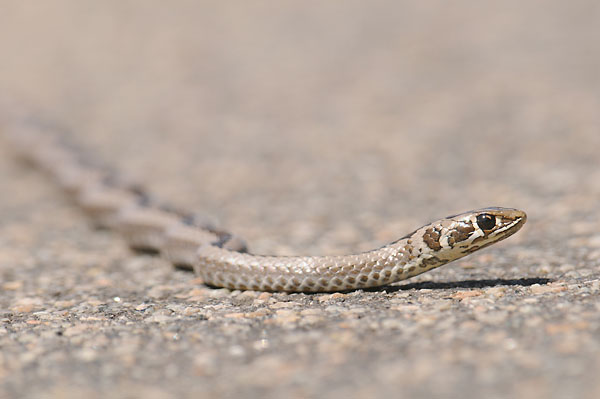 Ein Titelfoto für GalerieSüdafrika Kapregion 2008