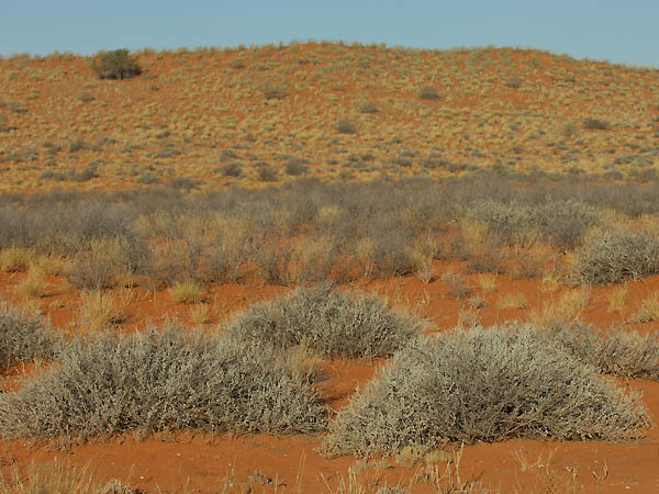 Im Kgalagadi NP