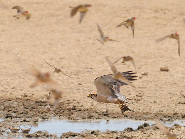 Lannerfalke erbeutet Webervogel