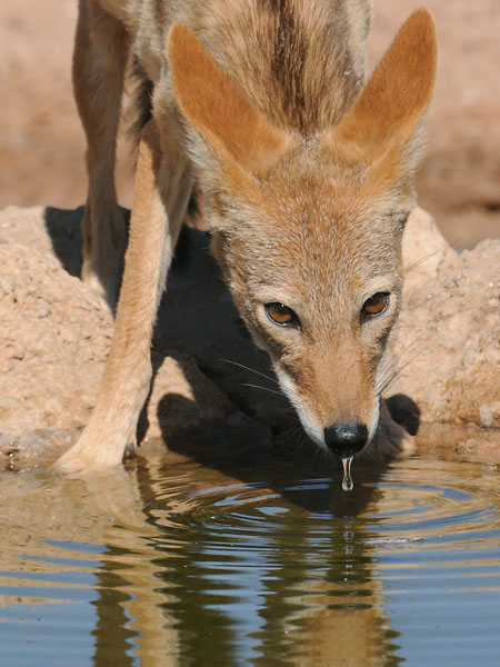 Lebenselixier Wasser