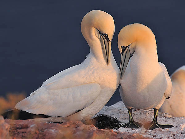 Ein Titelfoto für GalerieVom Rhein bis nach Helgoland 2009