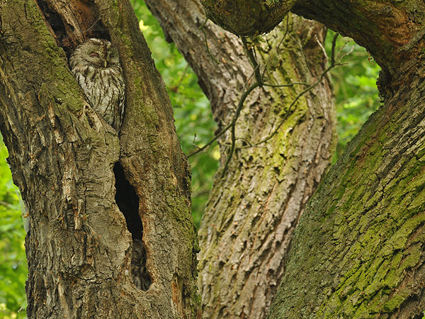 Ein Waldkauzpaar wohnt übereinander
