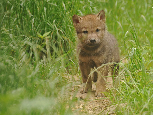 Wolfswelpen