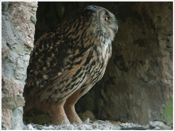 Das Uhuweibchen an der Bruthöhle