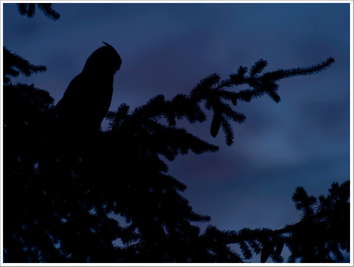 Nächtliche Begegnung