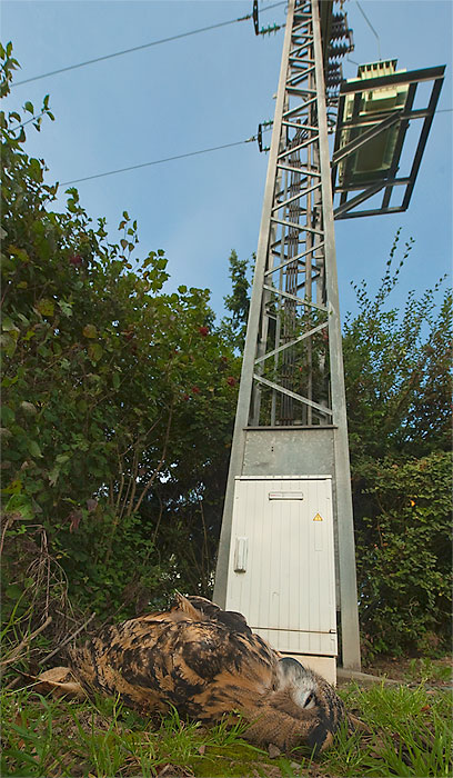 Strommasten als Todesfallen