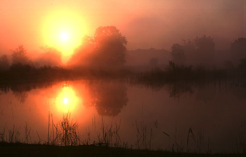 Überschwemmmungsgebiet der Donauauen (Ungarn)