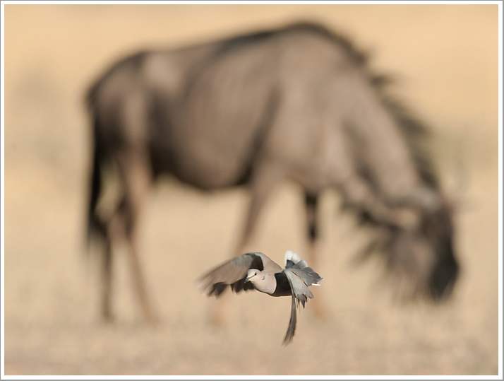 Begegnung an einer Wasserstelle