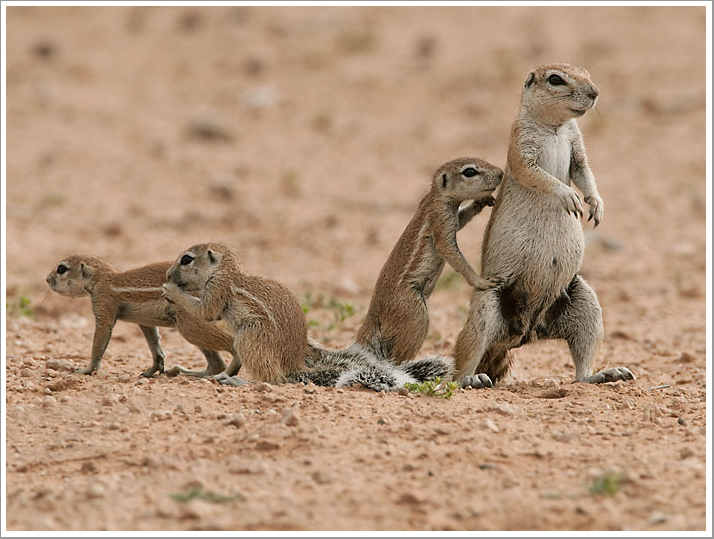 Mammi, was machen die Nachbarn da?