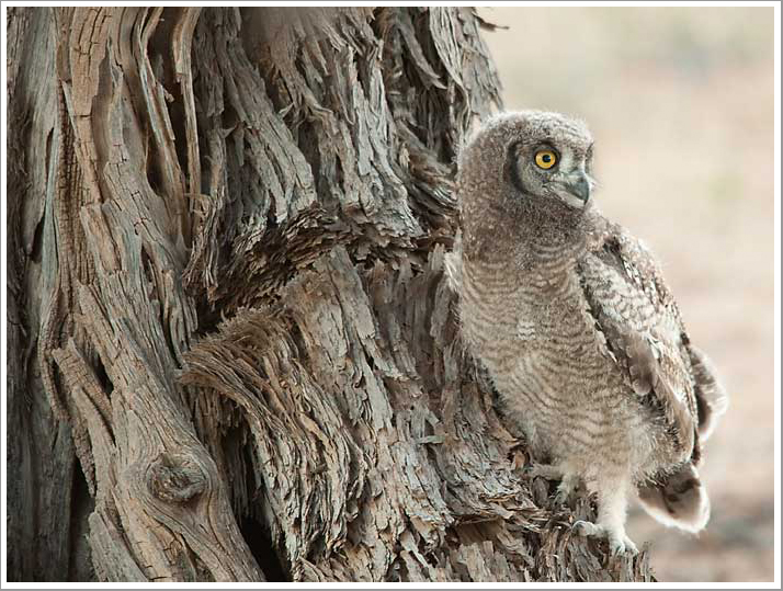 Junger Kapuhu (Cape Eagle Owl)