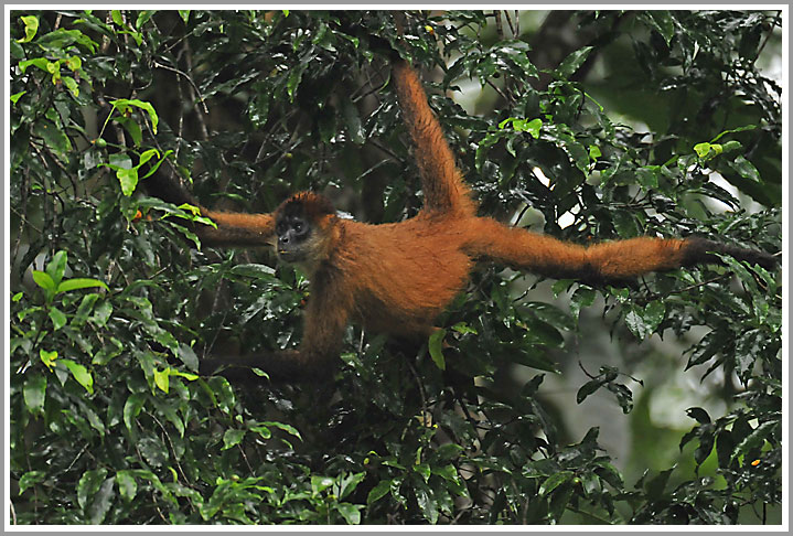 Spider Monkey : Klammeraffe