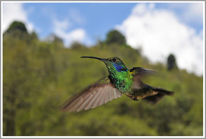Green Violet Ear (?) Zwergveilchenohr