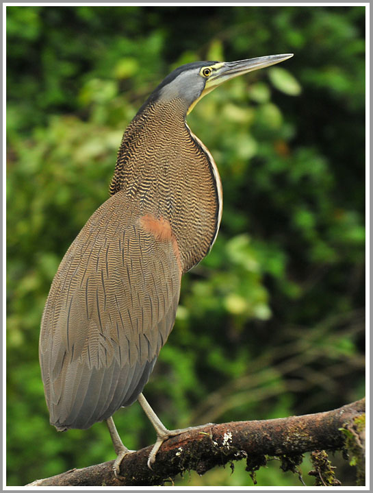 Bare-throated Tiger Heron