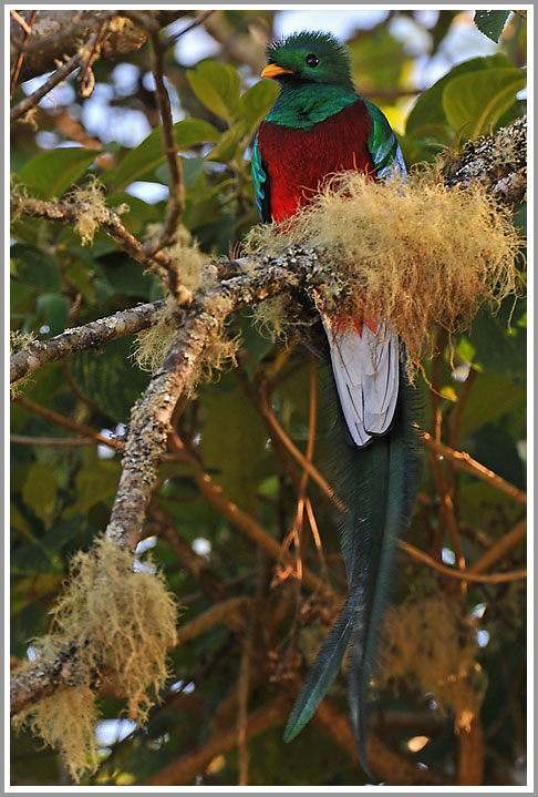 Resplendent Quetzal