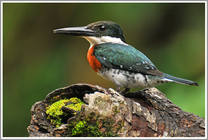 Grünfischer (Männchen)