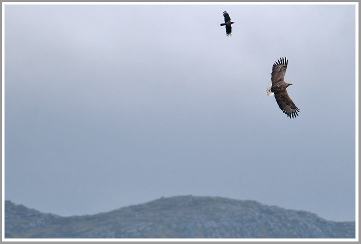 Dohle attackiert Seeadler