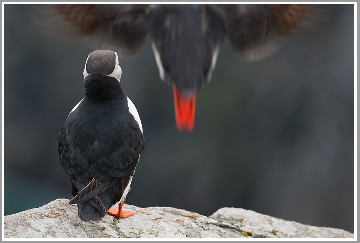 Ein Titelfoto für GalerieSüdnorwegen 2010
