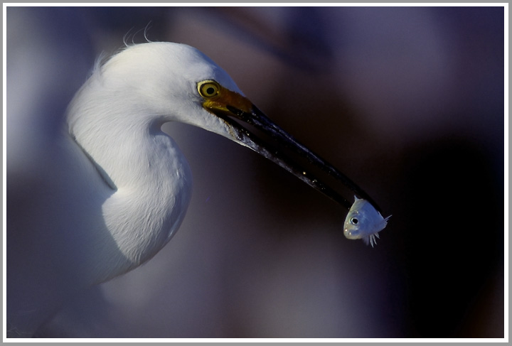 Schmuckreiher mit Fisch