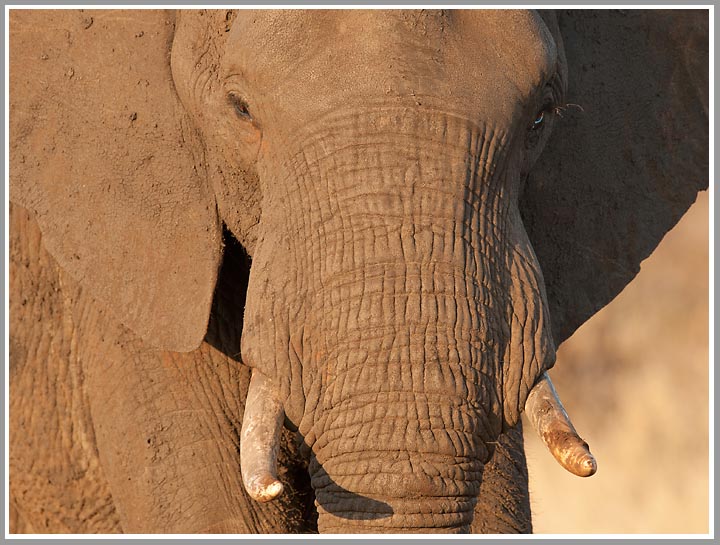 Portrait einer Elefantendame