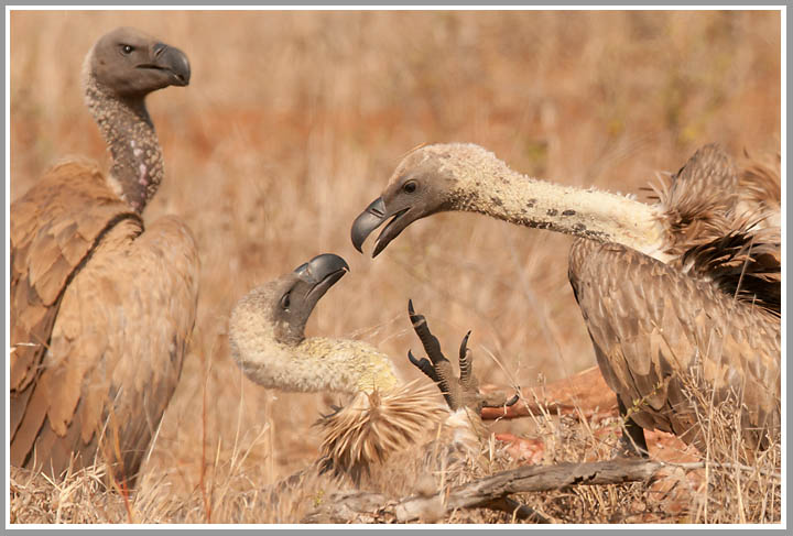 Kampf um die Überreste 2