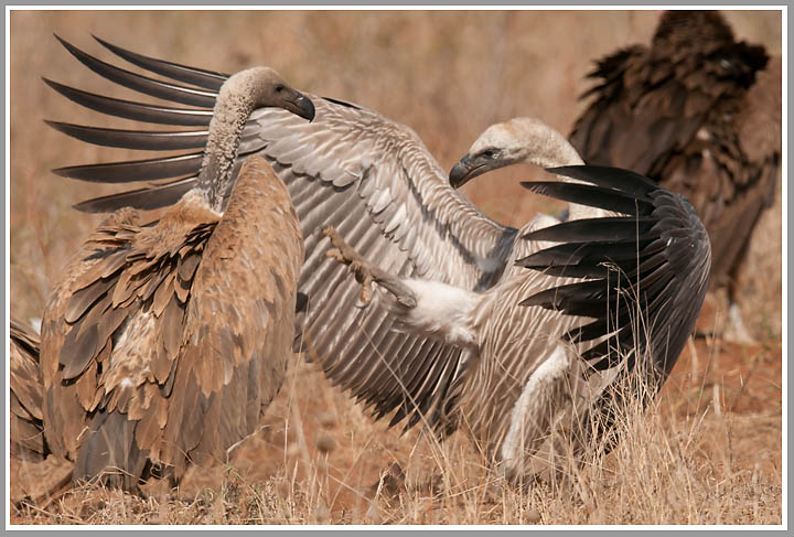 Kampf um die Überreste 3