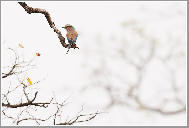 Ein Titelfoto für GalerieKruger NP Südafrika 2010