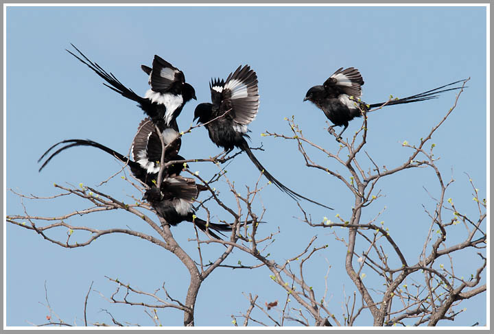 Balzgehabe der Elsterwürger