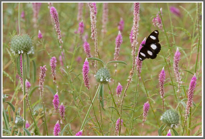 Die Wüste lebt auf...