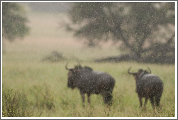 Gnus im Regen