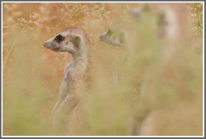 Sehen sechs Augen mehr?