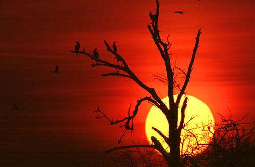 Kormoranschlafbaum (Lahnauen)