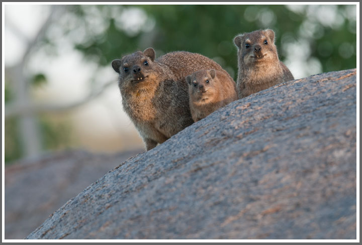 Familienidyll bei Klippschliefers