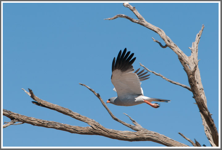 Weißbürzel-Singhabicht
