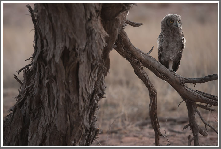 Junger Fleckenuhu in der Ästlingsphase